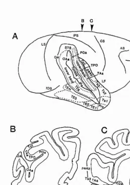 Figure 3.3. A) Lateral surface of the cerebral hemisphere of for revealing both banks and the fundus of the sulcus