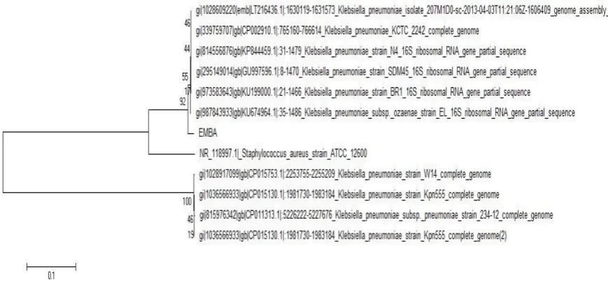 Fig. VI:   Phylogenetic relationships of the new potent isolate (NAA) Enterobacter sp