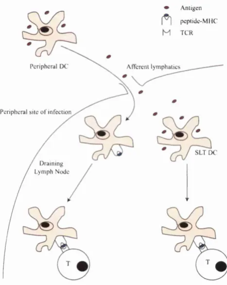 Figure 2.1; Antigens arrive at secondary lymphoid tissues (SLTs) either actively 