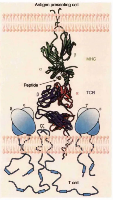 Figure 2.2; Structures for the peptide-MHC:TCR complex from X-ray crystal­