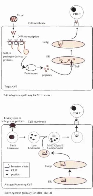Figure 2.3: MHC Class I and II antigen processing pathways. (A) shows the en­
