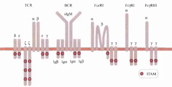 Figure 2.5: Schematic of the multi-chain immune recognition receptor(MIRR) family and number of immunoreceptor tyrosine-based activation motifs (ITAMs)