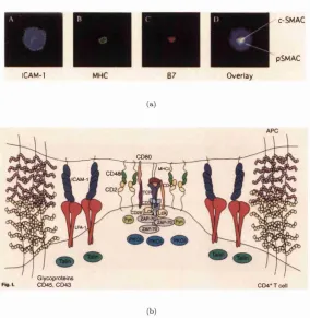 Figure 2.6; (a) The mature immune. Patterns of LFA- 1 (A), TCR (B), and CD28 (C) interaction in a functional synapse between a T cell and a supported cSMAC, while integrins such as LFA-1 and their ligand (ICAM-1) are found in planar bilayer containing the 