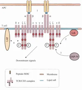 Figure 2.7: A likely sequence of events involved in proximal T cell signalling. 