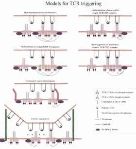 Figure 3.1: For all models, it is assumed that the key event in T cell triggering is 