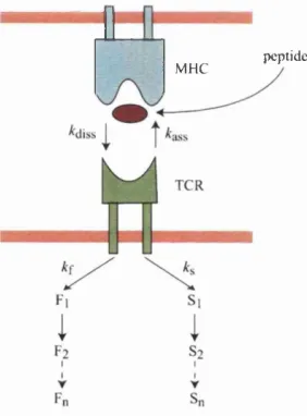 Figure 3.5: The kinetic discrimination model, (a) A ligand binds long enough 