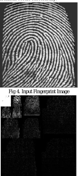 Fig 4. Input Fingerprint Image 