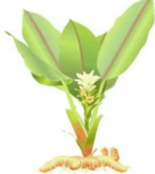 Fig. 1: Curcuma longa (Turmeric) Plant  