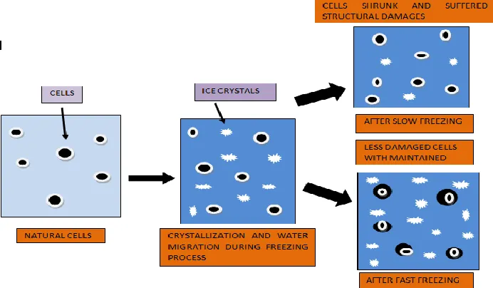 Fig 4: Schematic representation of ultra rapid freezing 