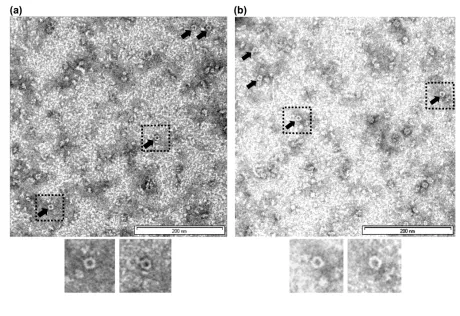 Figure 4657