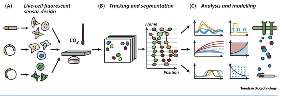 Figure 1. (A) Sensors, seeking to characterise behaviour of a speciﬁc signalling factor, are designed and introduced into cell lines