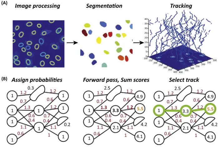 Figure 3. Automated Segmentation and Tracking. (A) In a standard workﬂow, initial image processing to highlightnuclei or cells is followed by automated segmentation of nuclei or cells; subsequently, algorithms are used to automaticallytrack cells through t