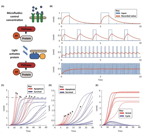 Figure 4. Analysing Signalling Dynamics. (A) Microﬂuidic devices that can accurately control extracellular signalling factor concentration, as well as proteins thatcan be activated optically, represent key tools for controlling input dynamics