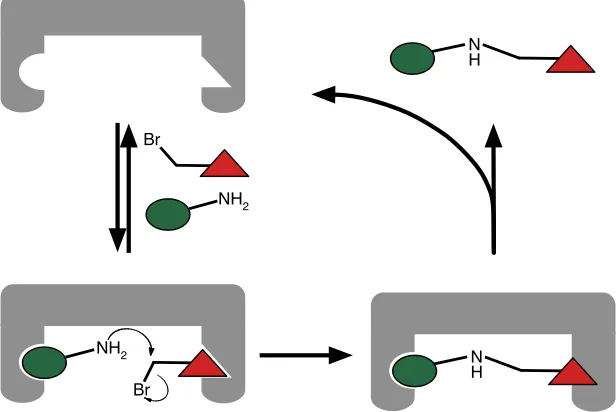 Figure 1.18: �Modiﬁed ternary complex of Kelly template with non–identical binding sites.
