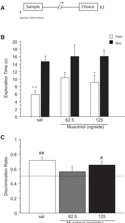 Figure 2.Effect of saline (sal) or muscimol (62.5 and 125 ng/side)infused into the cingulate cortex before the choice phase on novelobject recognition after a retention delay of 20 min