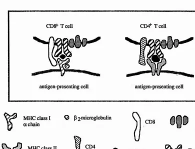Figure 2. Molecular interactions in antigen-specific T cell recpeptides associated with MHC class I molecules of MHC class U-peptide complexes by a CD4+ T cell (a helper or possibly The left-hand side a cytotoxic T lymphocyte)