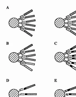 Figure 3. SMAA complexes as multivalent vaccines.A - Different mAbs are attached to independent solid matrices prior to the binding of antigens