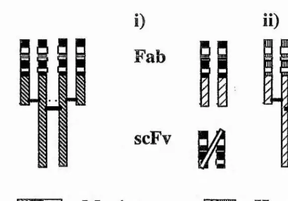 Figure 4. Engineering of antibderived constant regions, ii) Rodent mAb can be completely reshaped by grafting expressed in odies.i) Antigen-specific heavy and light chain variable regions of a rodent mAb can be E