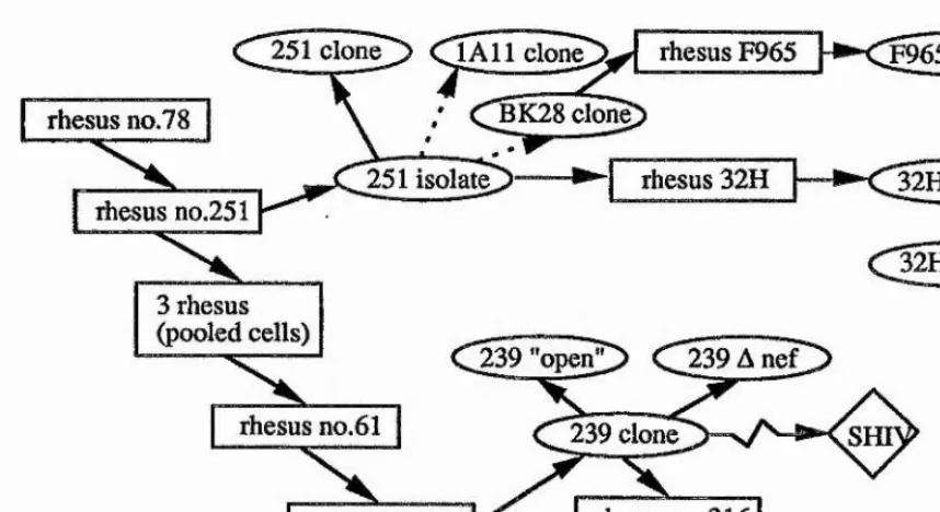Figure 6. Derivation of SIVmac viruses.Squares represent a passage of virus isolates through an animal and ovals individual virus isolates or clones
