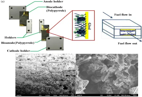 Fig. 1. (a) Polypyrrole-based electrodes microstructure and EBFC assembly diagrams. (b) SEM image of the porous structure of the polypyrrole thin film.(c) SEM image of the porous structure of silica sol–gel matrices