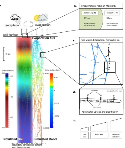 Figure 3: Schematic representation of the coupling of the Evapotranspiration, xylem transport and 
