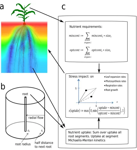 Figure 4: Schematic representation of the nutrient uptake, nutrient requirements and growth 
