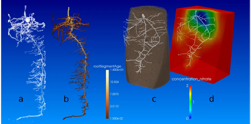 Figure 6: Simulation of imaged root phenotypes. a) Rendering of an MRI image of a two week old maize root system and b) the simulation of that root system by OpenSimRoot (right)