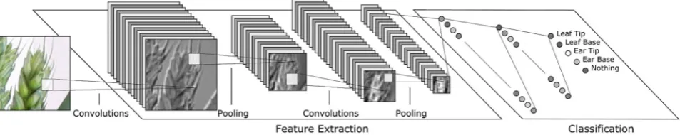 Figure 1: A simplified example of a CNN architecture operating on a fixed size image of part of an ear of wheat