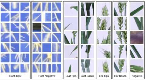 Figure 2: Example training and validation images from our root tip and shoot feature datasets