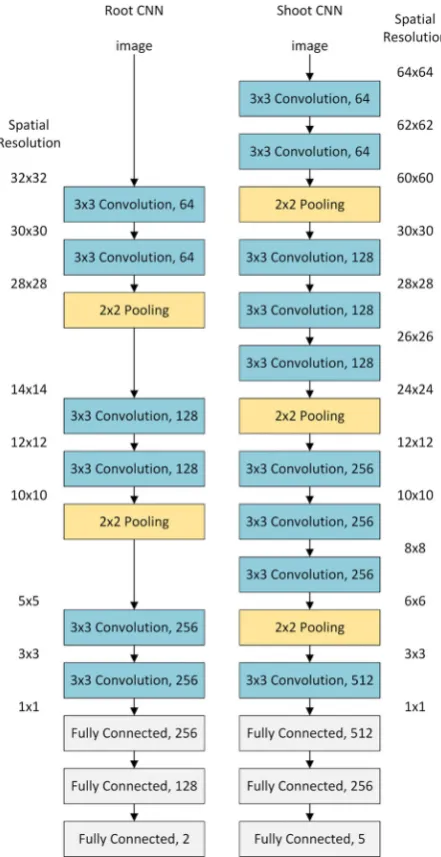Figure 4: The architecture of both convolutional neural networks (left: root, right:shoot)