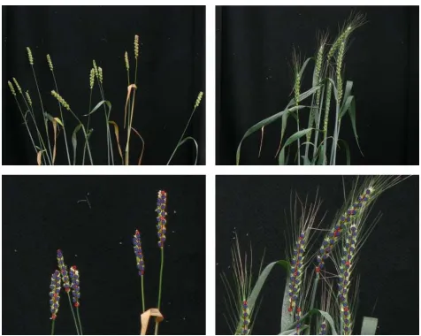 Figure 2: Representative images from the ACID dataset.Note presence of awns (bristles) in the right-hand images.Expert annotations are shown.