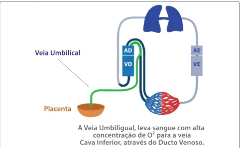 Fig. 4 Schematic view of the heart