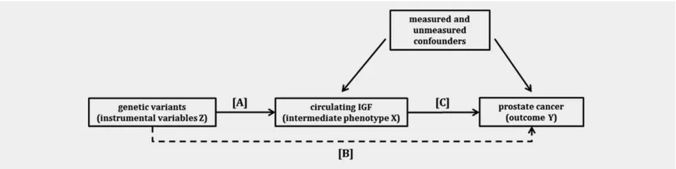 Figure 1. Directed acyclic graph (DAG) showing the instrumental variable (IV) assumptions underpinning a Mendelian randomization analy-sis of circulating IGF levels with prostate cancer
