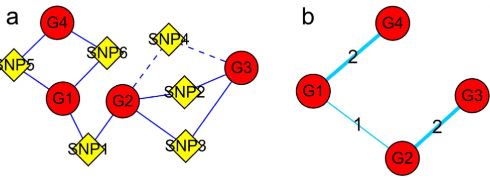 Figure 1A graphical illustration for constructing agene-SNP intermixed network and a gene-gene networkA graphical illustration for constructing agene-SNP intermixed network and a gene-gene network