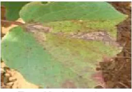 Figure No.1: Alternaria Leaf Spot 