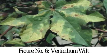 Figure No. 6: Verticilium Wilt 