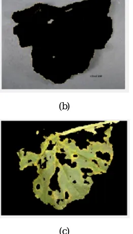 Fig 3. Segmented Leaf Images (a) Cluster1 (b) Cluster2 (c) Cluster3 