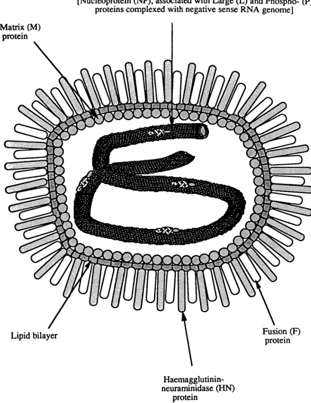 Figure 3: A  schematic diagram showing the structure of a Paramyxovirus particle 