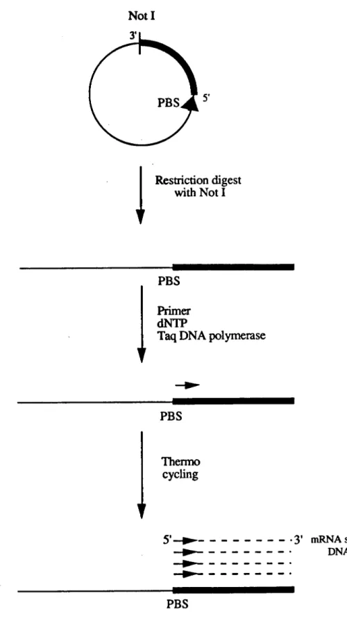 Figure 9: A schematic diagram showing the synthesis of a probe  specific against negative stranded viral RNA