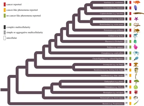 Figure 2. Cancer across the tree of life. Phylogenetic relationships among the organisms discussed in the paper inferred from previous published trees [7,8,49–51].This figure includes all lineages containing multicellular forms [7,8] but is not meant to de