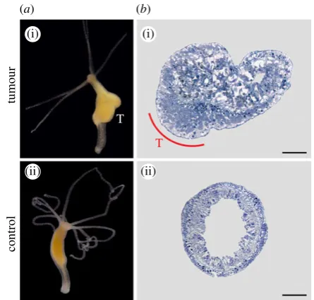 Figure 3. Cancer in corals. Corals often exhibit tumours called calicoblasticepitheliomas with loss of differentiation and destruction of the tissue archi-tecture, including the mechanisms for resource allocation [113]