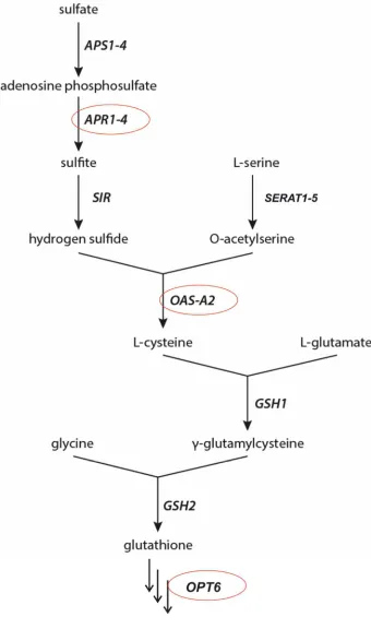 Fig. S4: Biosynthetic pathway of Glutathione 