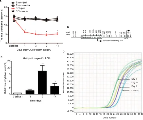 Figure 1 Levels measured over time of the decreased TWL and increased methylation of the MOR gene promoter in neuropathic pain mice
