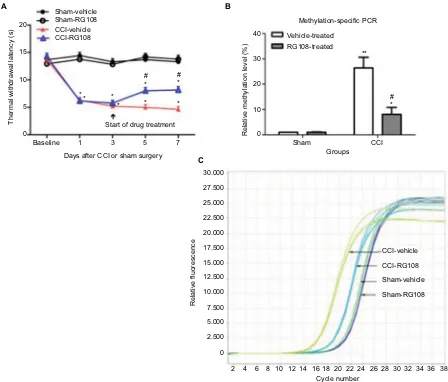 Figure 3 Intrathecal RG108 treatment alleviates neuropathic pain and reverses methylation of the MOR promoter