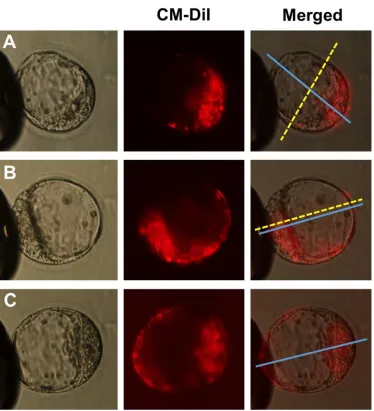 Figure 1. Mouse embryo cell allocation patterns at blastocyst stage. A: Orthogonal embryos, the boundary (doted yellow line) of the stained and non-stained cells is orthogonal to the embryonic-abembryonic (Em-Ab) axis (blue line); B: Deviant embryos, the b