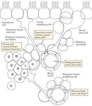 Fig. 3 | The cellular origins of brain tumours.a transformed and malignant brain tumour hierarchy generated from transformed neuronal stem cells
