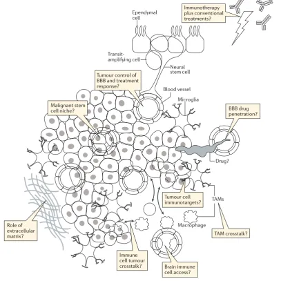 Fig. 4 | The brain tumour microenvironment and treatment.all of which are able to communicate with malignant cells and contribute to the development and progression of cancer