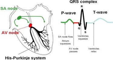 Fig. 1 Electical activity of Heart The P wave is caused by electrical potentials generated when the atria depolarize before\ atrial contraction begins
