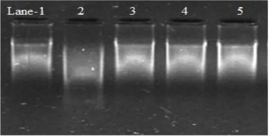 Fig. 3: Calf thymus DNA protection against oxidative stress by extracts. Lane-1: control DNA (1.5 µg); Lane-2: DNA + Fenton’s reagent with ascorbic acid; Lane-3: extract in milli-Q-water (1.0 µg) + DNA + Fenton’s reagent with ascorbic acid; Lane-4: extract