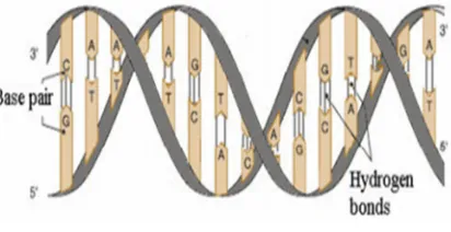 Figure 1: DNA Structure 